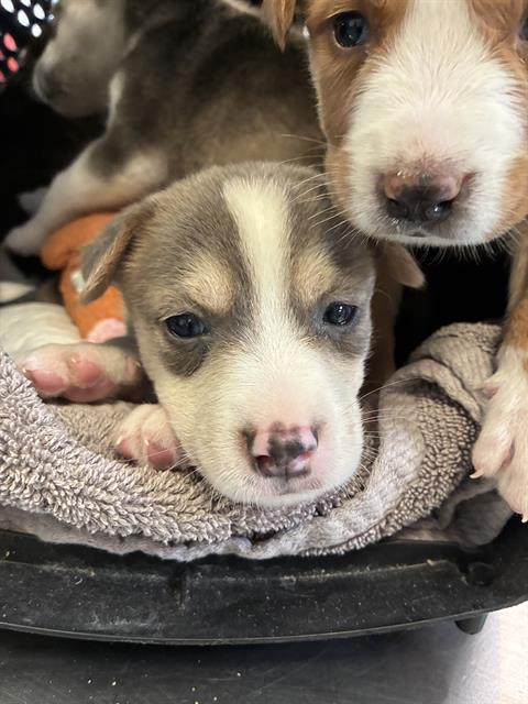 Adoptable Dog