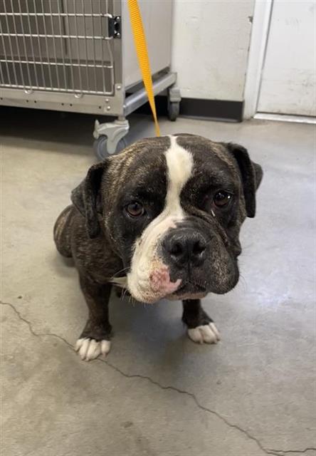 Adoptable Dog