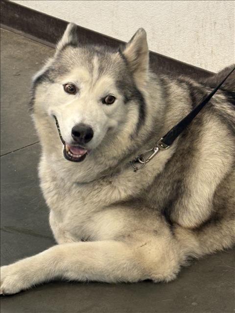 Milo