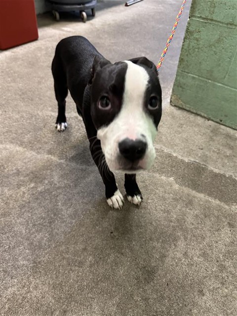 Adoptable Dog