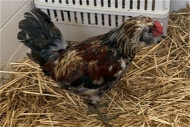 Adoptable Bird