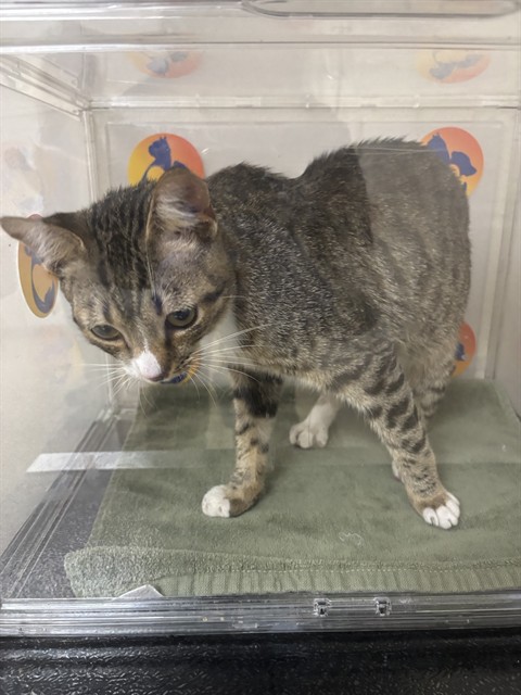 Adoptable Cat