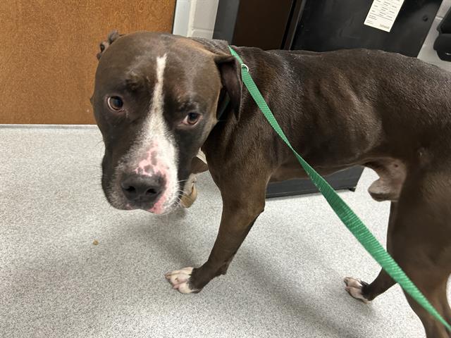 Adoptable Dog