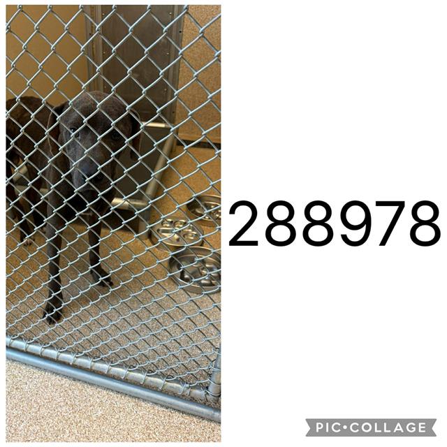 Adoptable Dog
