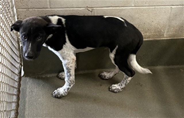 Adoptable Dog