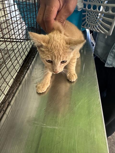 Adoptable Cat