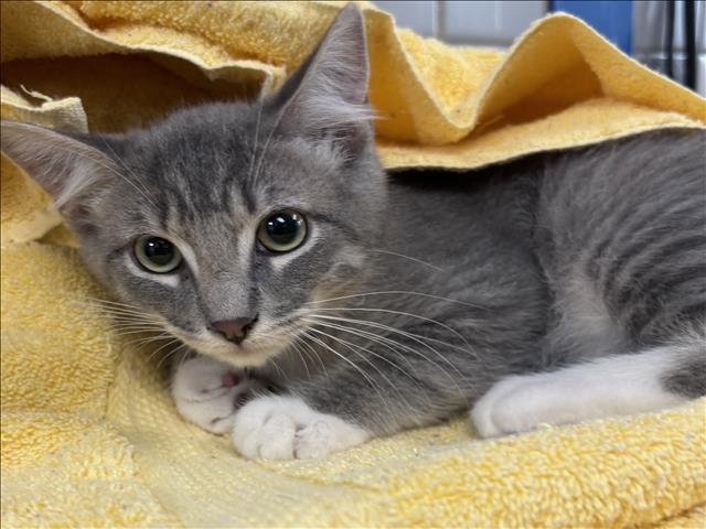 Adoptable Cat