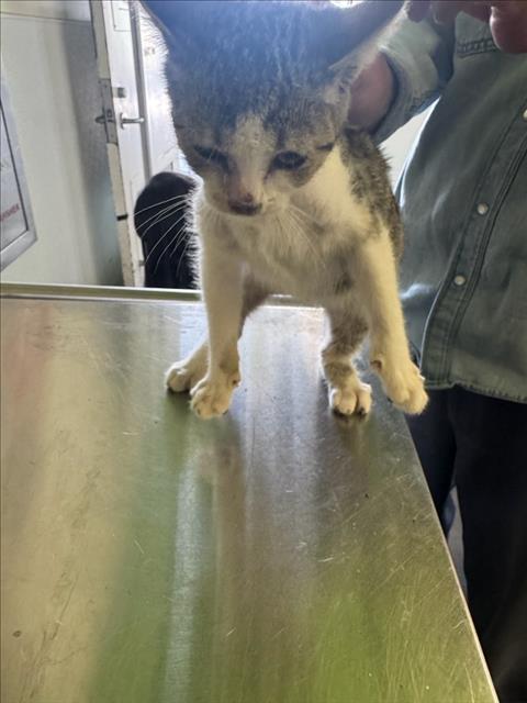 Adoptable Cat