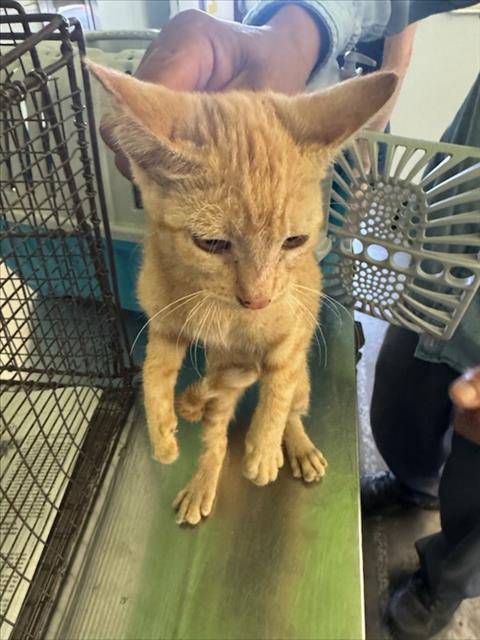 Adoptable Cat