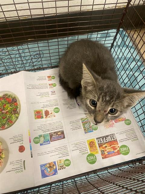 Adoptable Cat