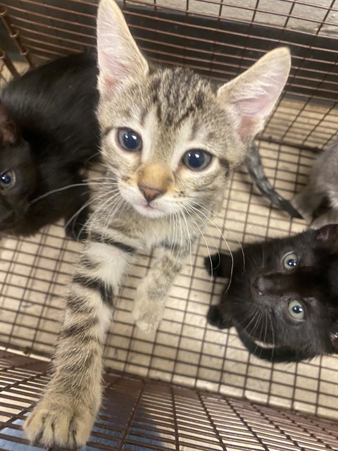 Adoptable Cat