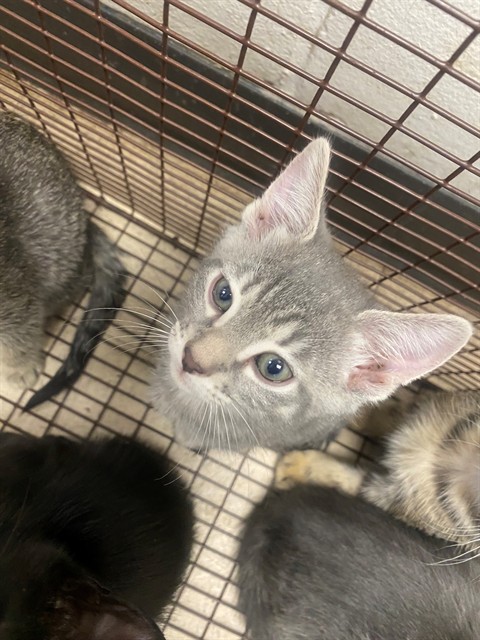 Adoptable Cat