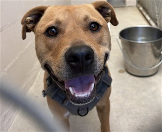 Adoptable Dog