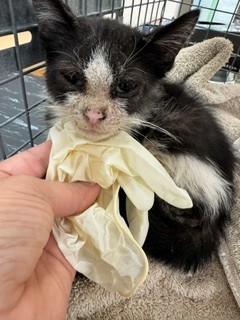 Adoptable Cat