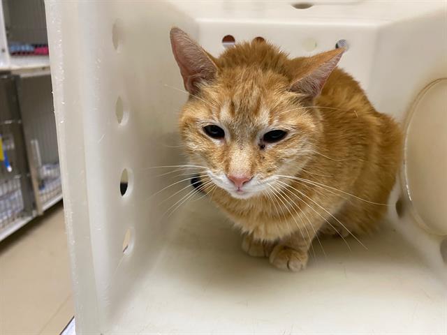 Adoptable Cat