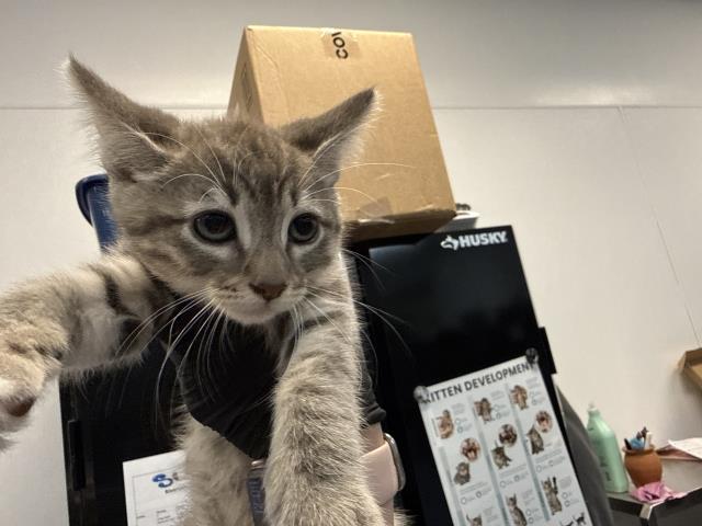 Adoptable Cat