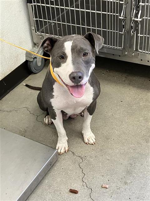 Adoptable Dog