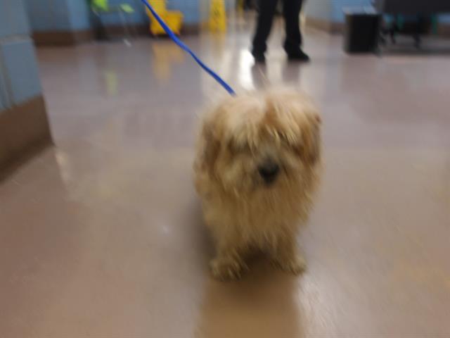 Adoptable Dog