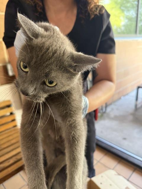 Adoptable Cat