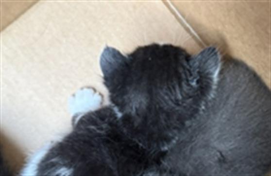 Adoptable Cat