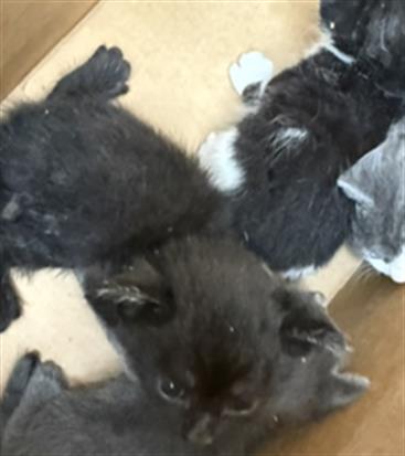 Adoptable Cat