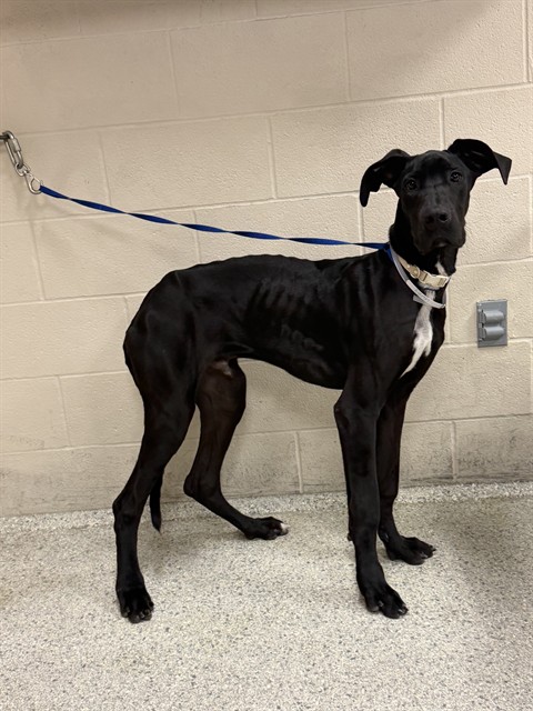 Adoptable Dog
