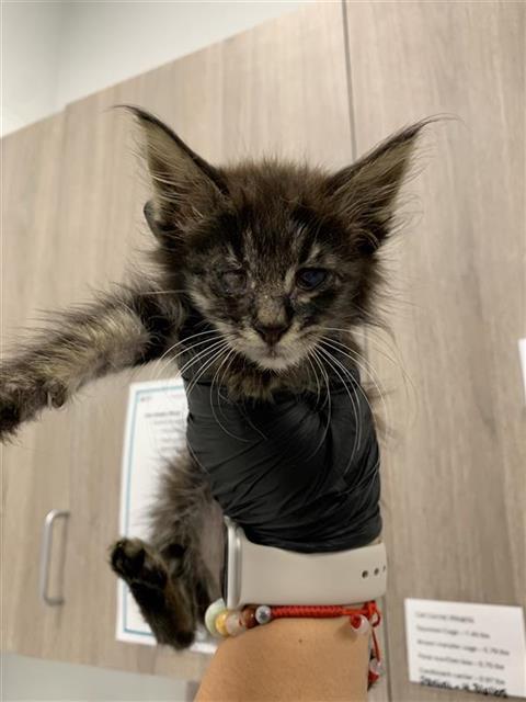 Adoptable Cat