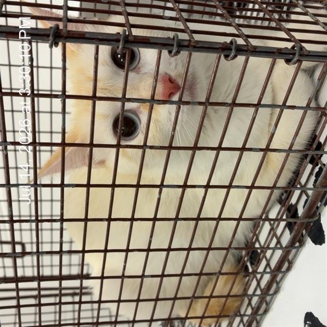 Adoptable Cat