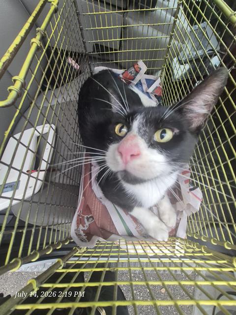 Adoptable Cat