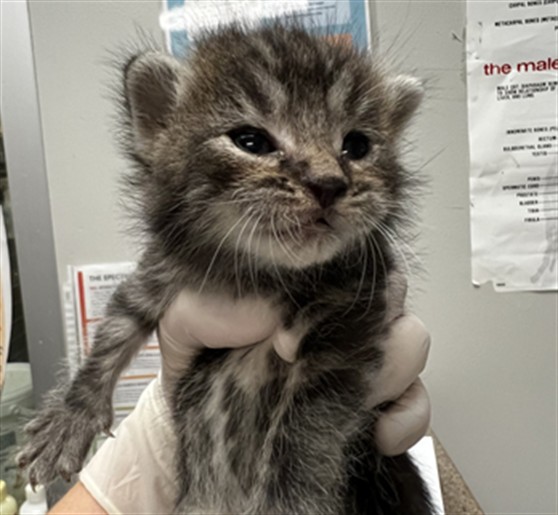Adoptable Cat