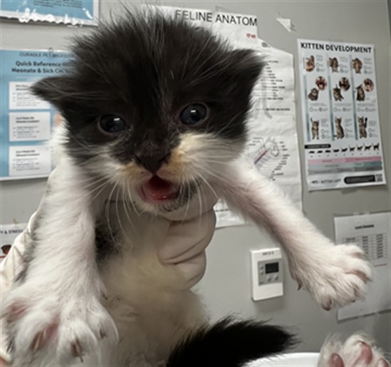 Adoptable Cat
