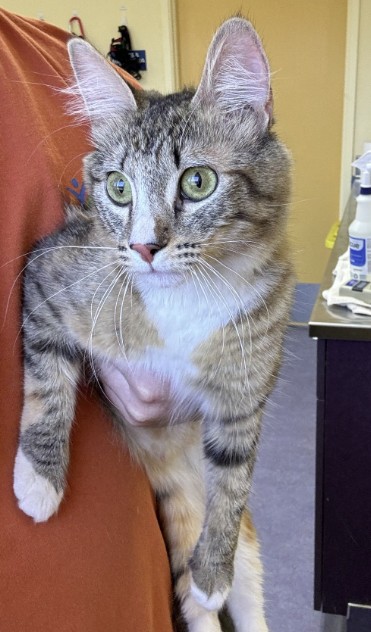 Adoptable Cat