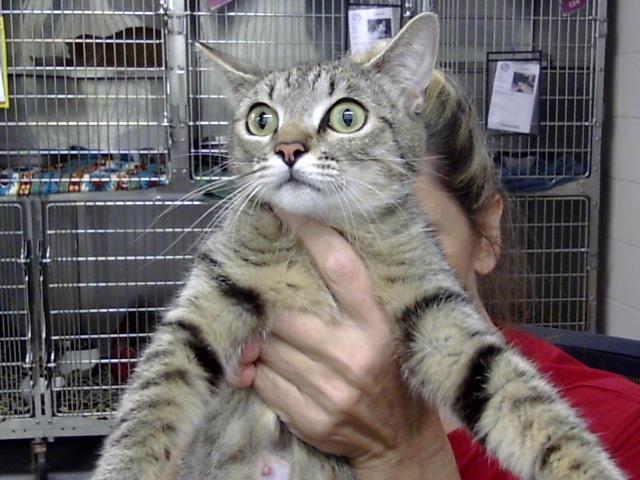 Adoptable Cat