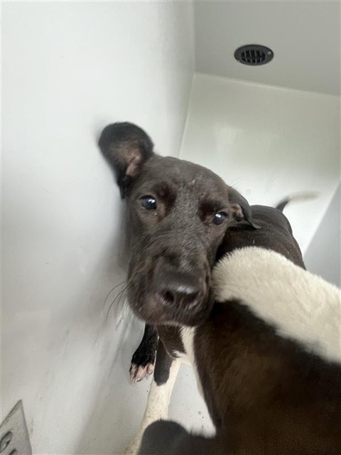 Adoptable Dog