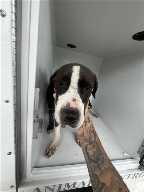 Adoptable Dog
