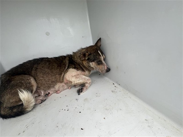Adoptable Dog