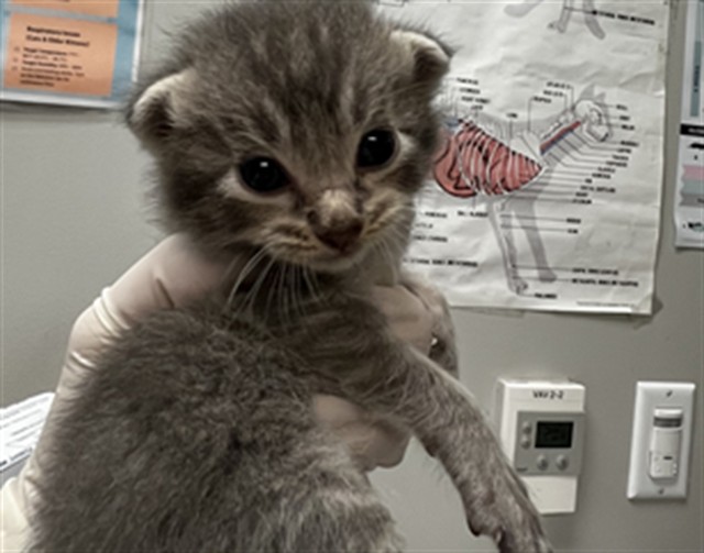Adoptable Cat
