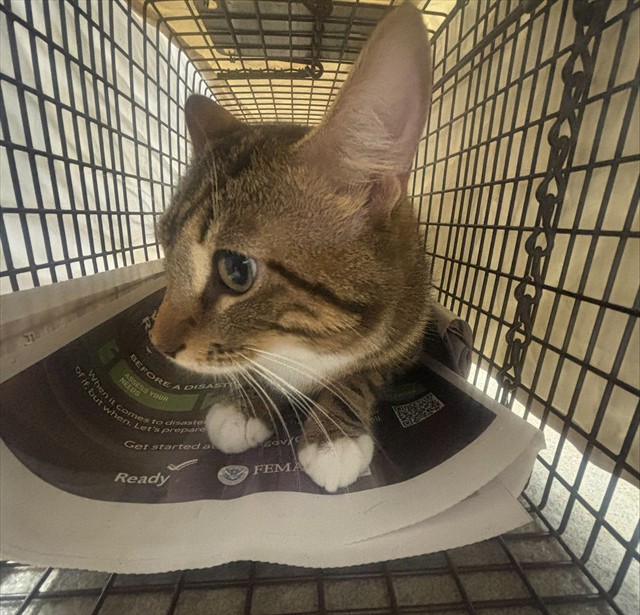 Adoptable Cat