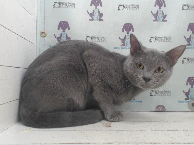 Smokie