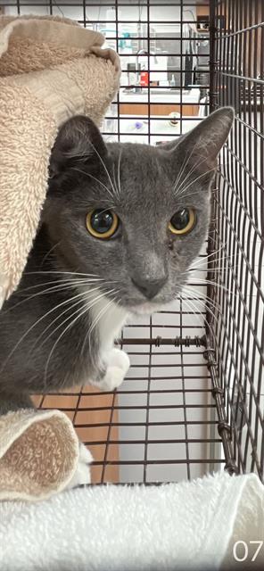 Adoptable Cat