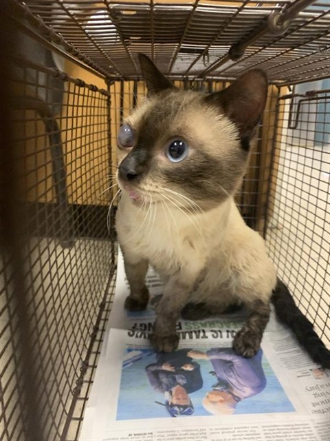 Adoptable Cat