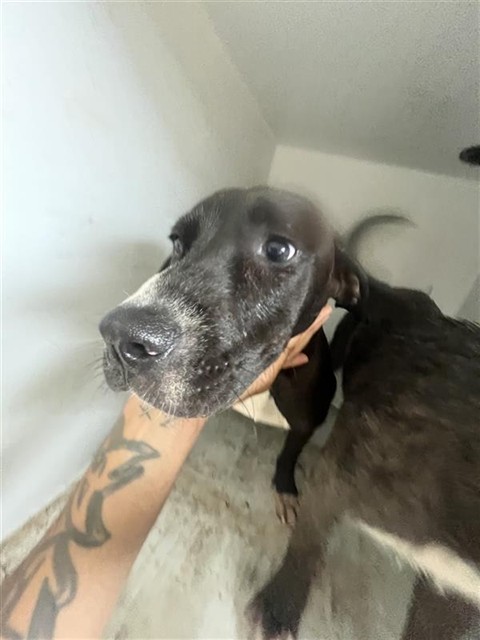 Adoptable Dog