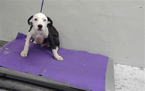 Adoptable Dog