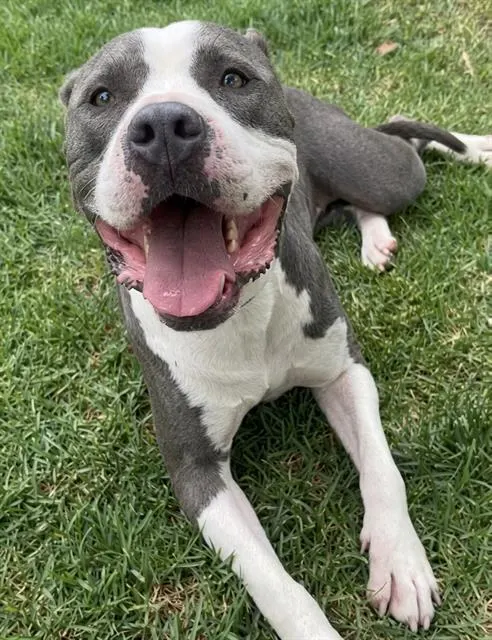 Bella