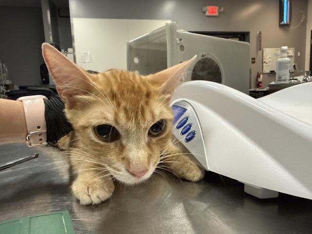 Adoptable Cat