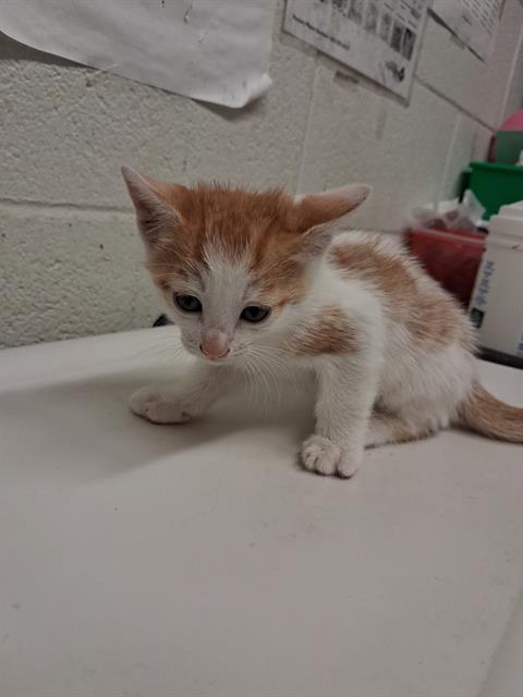 Adoptable Cat