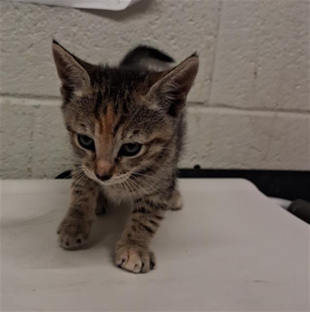 Adoptable Cat