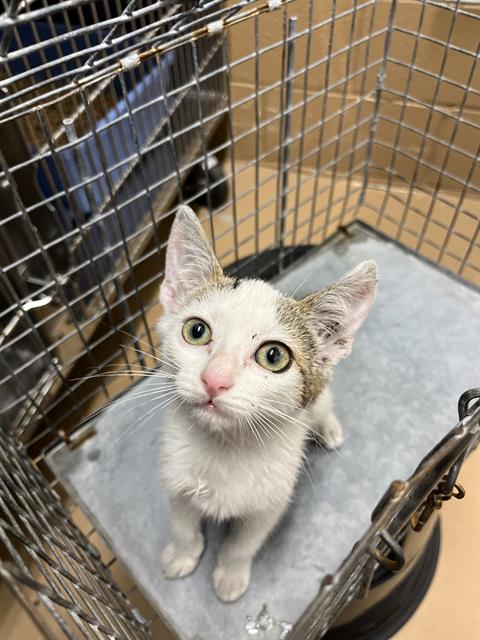 Adoptable Cat