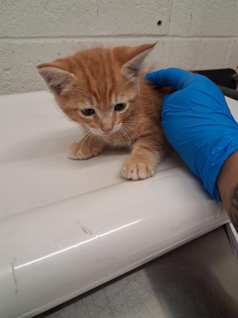 Adoptable Cat