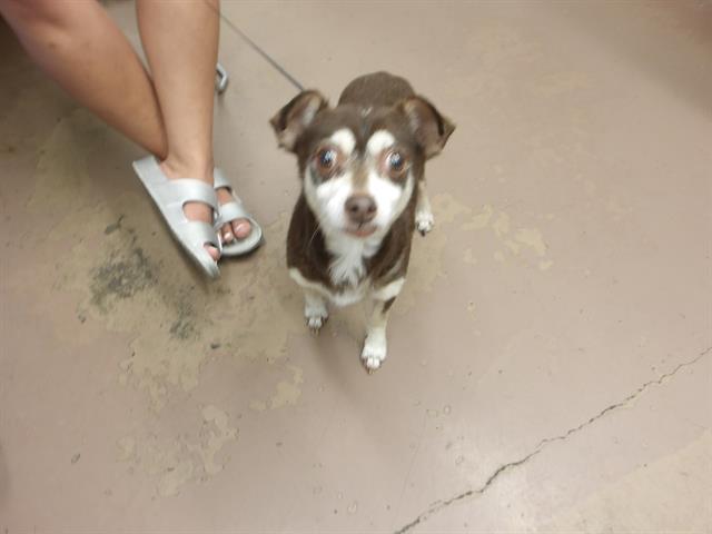 Adoptable Dog